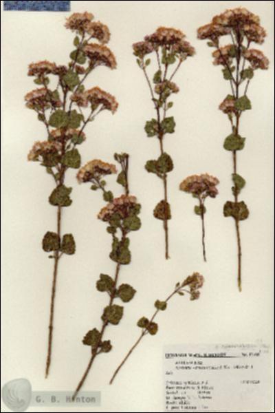 URN_catalog_HBHinton_herbarium_17465.jpg.jpg