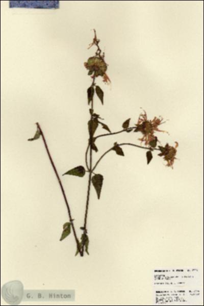 URN_catalog_HBHinton_herbarium_23204.jpg.jpg