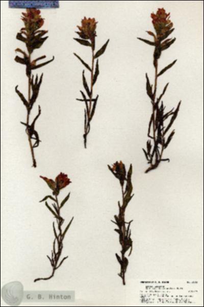 URN_catalog_HBHinton_herbarium_21063.jpg.jpg