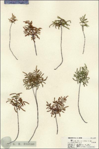 URN_catalog_HBHinton_herbarium_22350.jpg.jpg