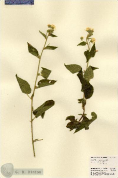 URN_catalog_HBHinton_herbarium_23481.jpg.jpg