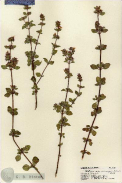 URN_catalog_HBHinton_herbarium_22103.jpg.jpg