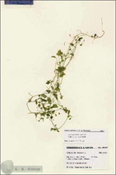 URN_catalog_HBHinton_herbarium_28157.jpg.jpg
