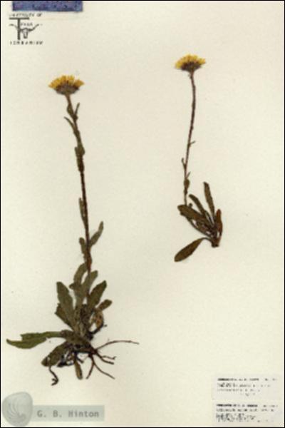 URN_catalog_HBHinton_herbarium_26576.jpg.jpg