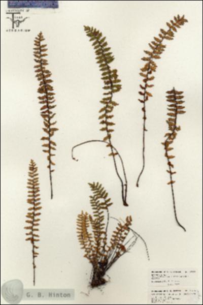 URN_catalog_HBHinton_herbarium_26419.jpg.jpg