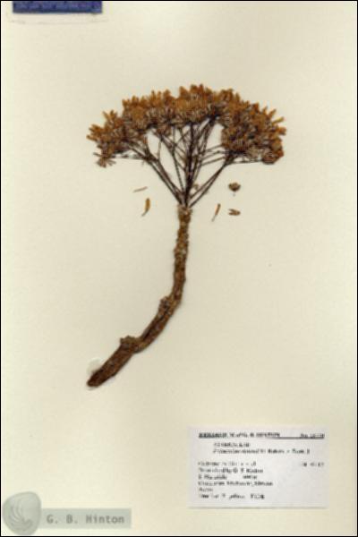 URN_catalog_HBHinton_herbarium_15770.jpg.jpg
