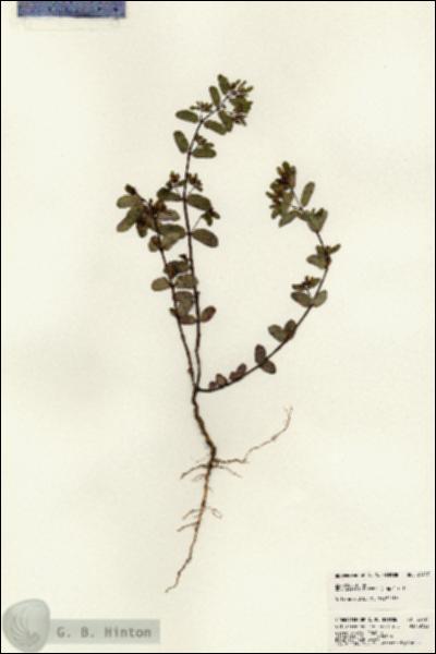 URN_catalog_HBHinton_herbarium_23417.jpg.jpg