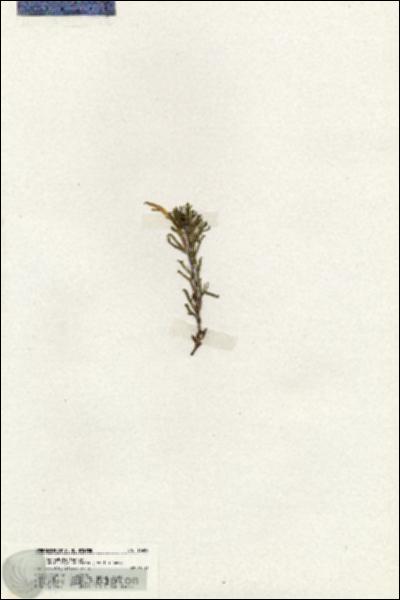 URN_catalog_HBHinton_herbarium_19698.jpg.jpg
