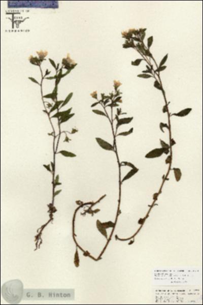 URN_catalog_HBHinton_herbarium_26778.jpg.jpg