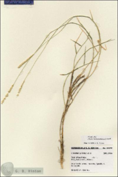 URN_catalog_HBHinton_herbarium_28379.jpg.jpg