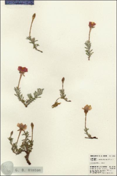 URN_catalog_HBHinton_herbarium_23035.jpg.jpg