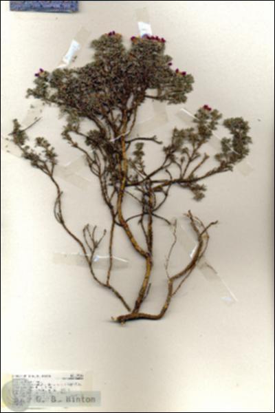 URN_catalog_HBHinton_herbarium_19314.jpg.jpg