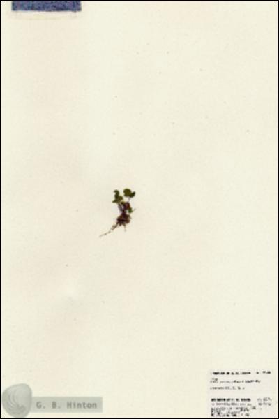 URN_catalog_HBHinton_herbarium_23656.jpg.jpg