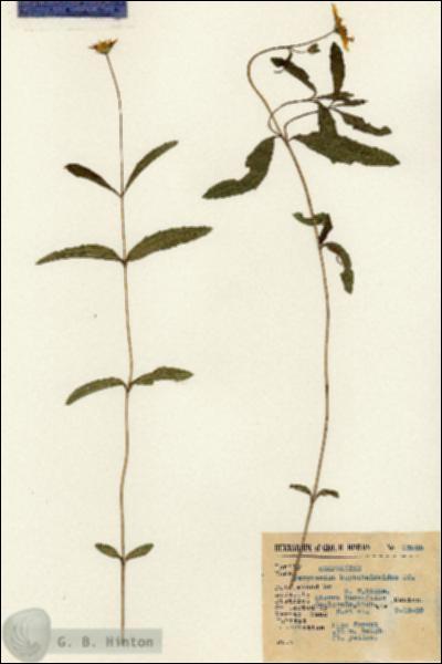 URN_catalog_HBHinton_herbarium_13925.jpg.jpg