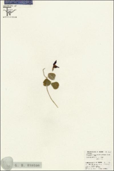 URN_catalog_HBHinton_herbarium_26497.jpg.jpg