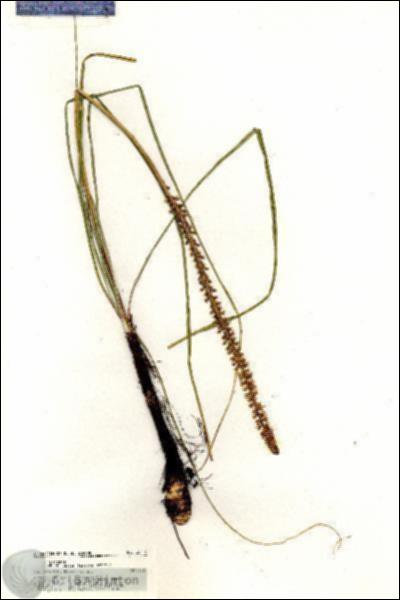 URN_catalog_HBHinton_herbarium_20416.jpg.jpg