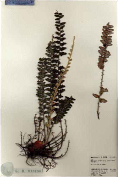 URN_catalog_HBHinton_herbarium_23388.jpg.jpg