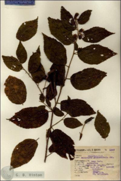 URN_catalog_HBHinton_herbarium_11637.jpg.jpg