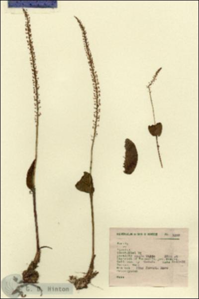 URN_catalog_HBHinton_herbarium_1322.jpg.jpg