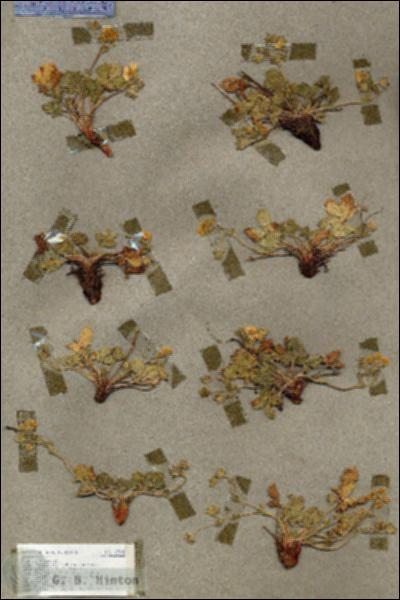URN_catalog_HBHinton_herbarium_17008.jpg.jpg