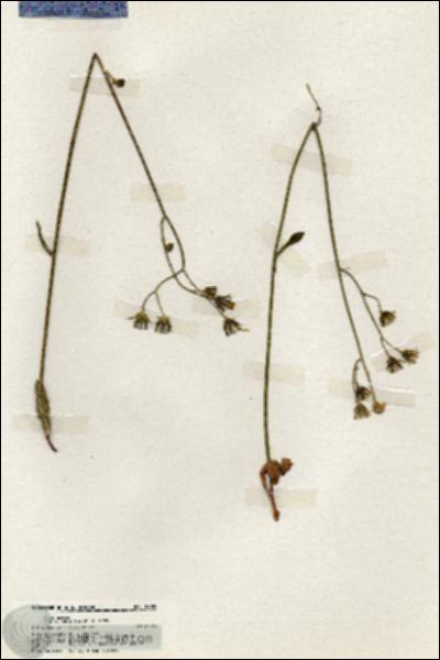 URN_catalog_HBHinton_herbarium_19905.jpg.jpg