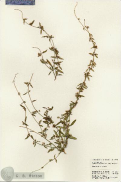 URN_catalog_HBHinton_herbarium_23343.jpg.jpg