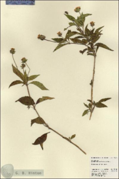 URN_catalog_HBHinton_herbarium_22468.jpg.jpg