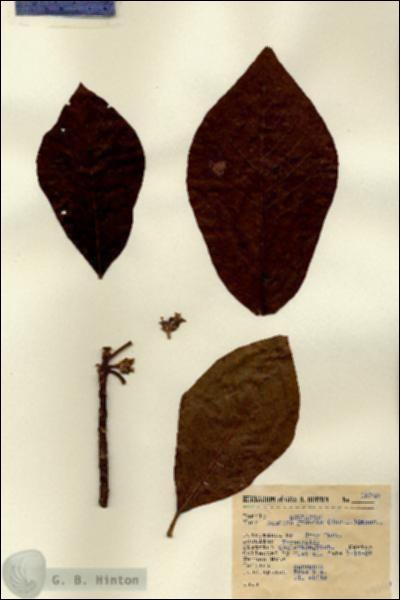 URN_catalog_HBHinton_herbarium_13940.jpg.jpg