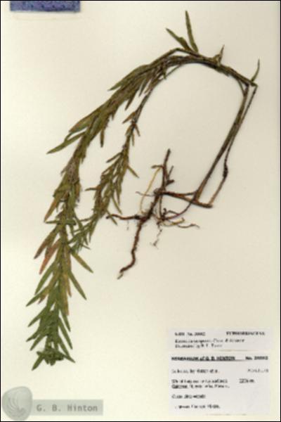 URN_catalog_HBHinton_herbarium_28082.jpg.jpg