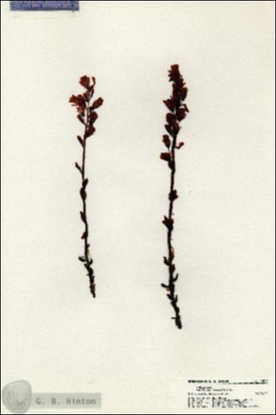 URN_catalog_HBHinton_herbarium_20509.jpg.jpg