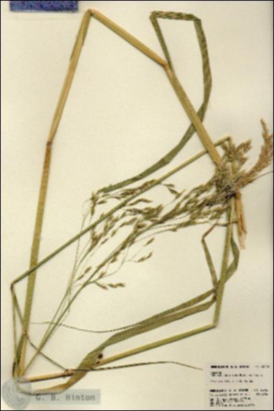 URN_catalog_HBHinton_herbarium_22302.jpg.jpg