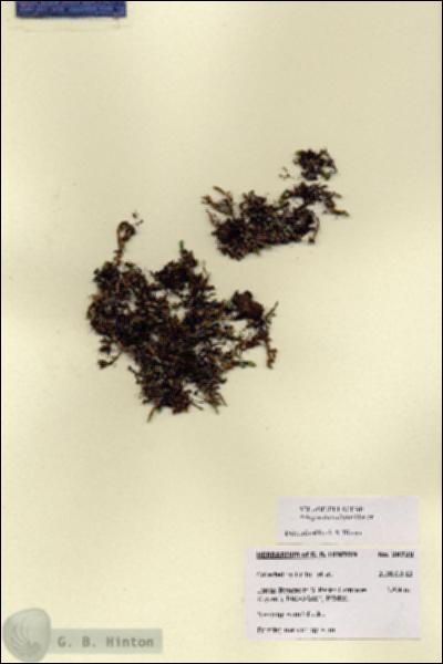 URN_catalog_HBHinton_herbarium_28729.jpg.jpg