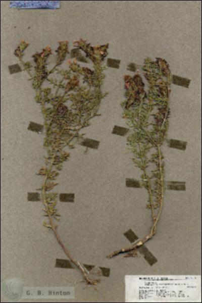 URN_catalog_HBHinton_herbarium_19545.jpg.jpg