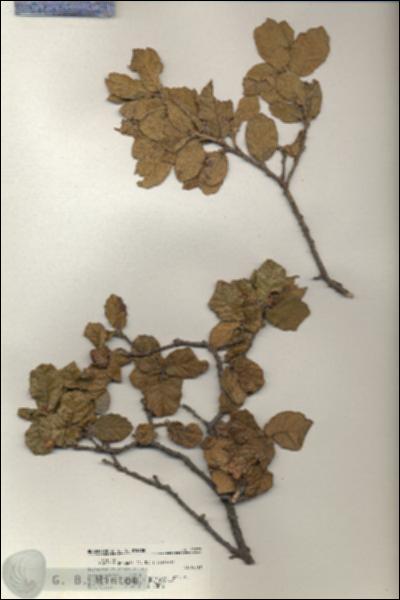 URN_catalog_HBHinton_herbarium_20977.jpg.jpg