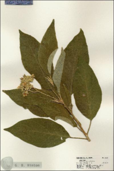 URN_catalog_HBHinton_herbarium_22527.jpg.jpg