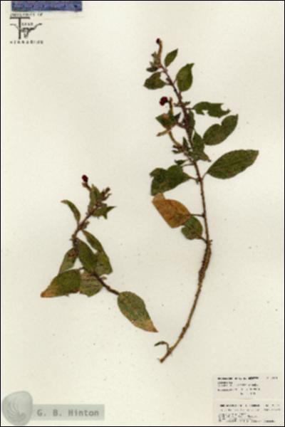 URN_catalog_HBHinton_herbarium_26311.jpg.jpg