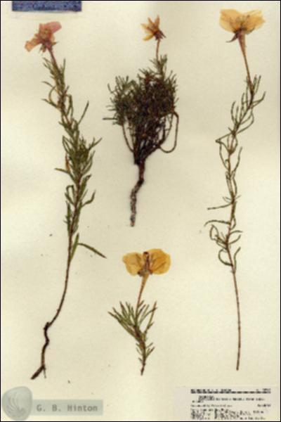 URN_catalog_HBHinton_herbarium_22317.jpg.jpg