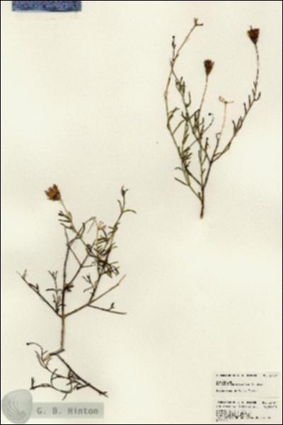 URN_catalog_HBHinton_herbarium_23197.jpg.jpg