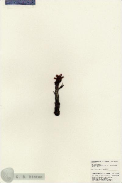 URN_catalog_HBHinton_herbarium_25498.jpg.jpg