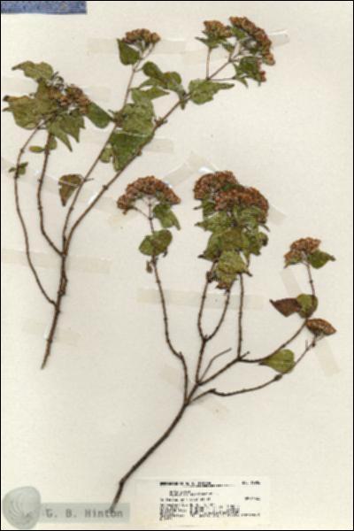 URN_catalog_HBHinton_herbarium_19986.jpg.jpg