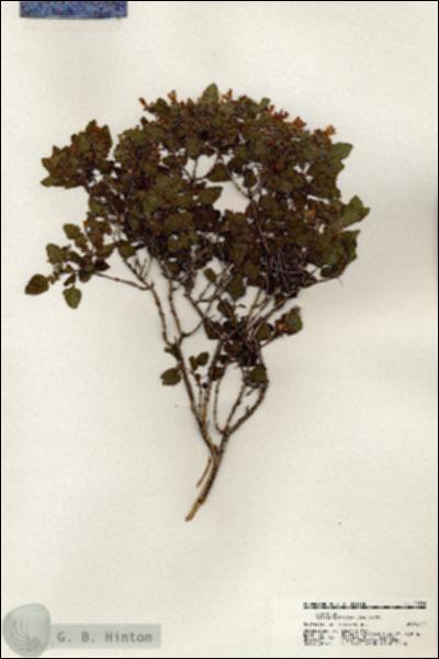 URN_catalog_HBHinton_herbarium_20781.jpg.jpg