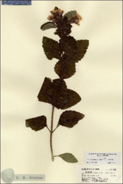 URN_catalog_HBHinton_herbarium_22446.jpg.jpg