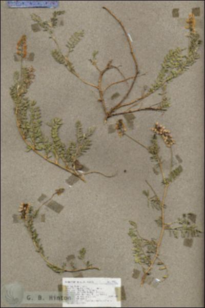 URN_catalog_HBHinton_herbarium_19121.jpg.jpg