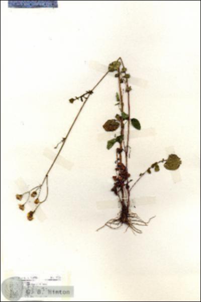 URN_catalog_HBHinton_herbarium_19216.jpg.jpg