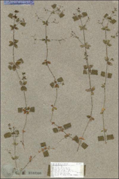 URN_catalog_HBHinton_herbarium_19033.jpg.jpg