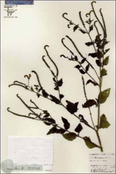 URN_catalog_HBHinton_herbarium_25660.jpg.jpg