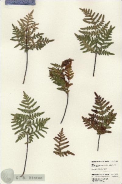 URN_catalog_HBHinton_herbarium_23635.jpg.jpg