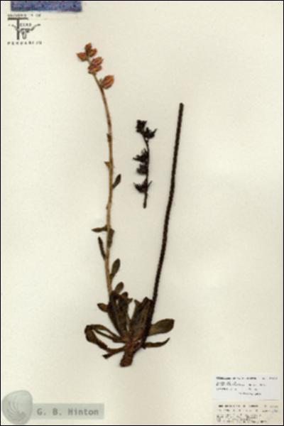 URN_catalog_HBHinton_herbarium_26696.jpg.jpg
