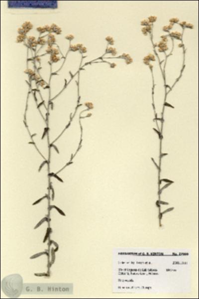 URN_catalog_HBHinton_herbarium_27900.jpg.jpg