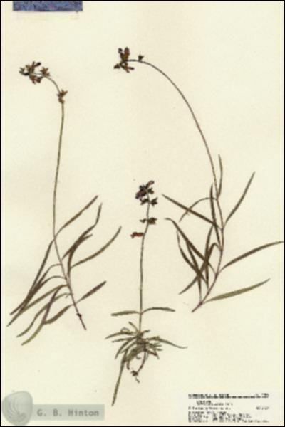 URN_catalog_HBHinton_herbarium_22201.jpg.jpg